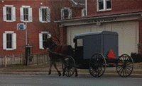 Amish Horse & Buggy